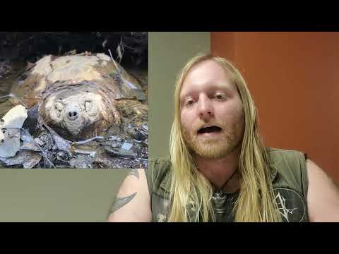Archaeology 101: Zooarchaeology 1