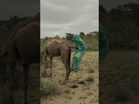 امرأة من صحراء دهر تتسلق الجبل ممسكة بذيل الجمل