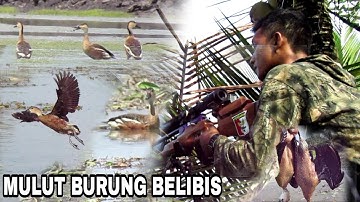 🔴 SPOT BELIBIS / BERBURU BELIBIS KEMBANG DAN BELIBIS BATU. GILA‼️ BELIBIS MASIH MELIMPAH. NHX REBORN