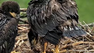 Rainy day Explore Live Nature Cams Decorah Eagles - North Nest powered by EXPLORE.org