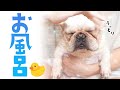 お風呂で元美容師がフレブルにガチシャンプーしてみた結果・・ [フレンチブルドッグ]