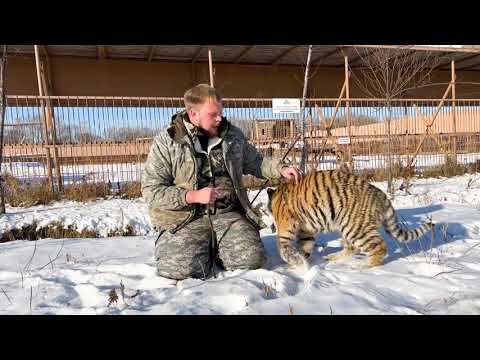 СТЕРИЛИЗУЕМ ТИГРОВ !