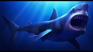 Акулы. Документальный фильм Акулы. Документальный фильм