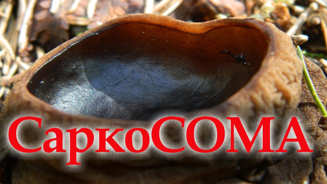Молодильный гриб. Саркосома шаровидная или Ведьмино масло. - YouTube