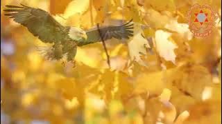 IPHC-WASEVELETSA (SHAYA)