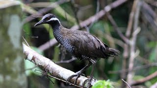 BARRED RAIL NATIVE BIRD|FOREST CALL SOUND@hmetv5490