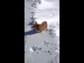 Corgi trails