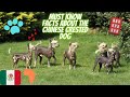 Getting To Know Your Dog's Breed: Chinese Crested Dog Edition の動画、YouTube動画。