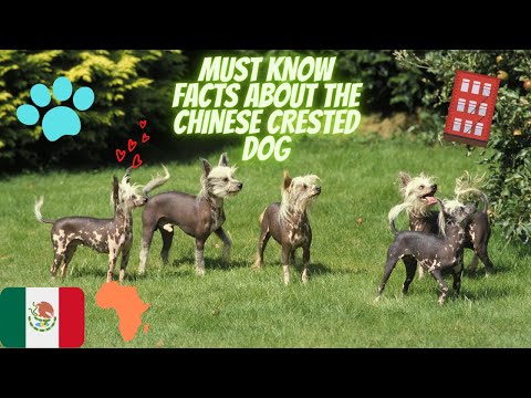 Video: Hoe Een Chinese Crested Dog-puppy Te Kiezen?