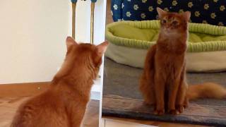 Who's that Somali cat in the mirror ??????!!!!!!