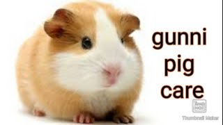 How to take care of gunni pig