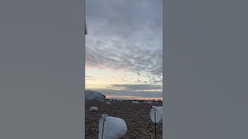 Who’s Ready For this Again🪿 #snowgeese #hunting #decoys