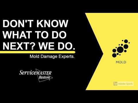 Mold Remediation