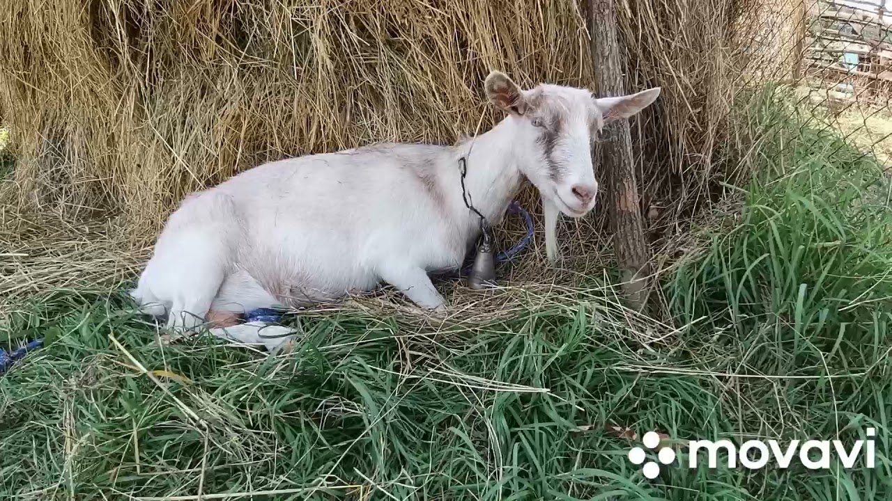 Állat összegzés video 3 resz (utolsó)