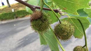 London Plane Plat X Hispanica - Fruit - August 2018