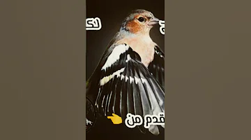 صوت خريفي للصلنج الصوت الأفضل بعد التجربة 