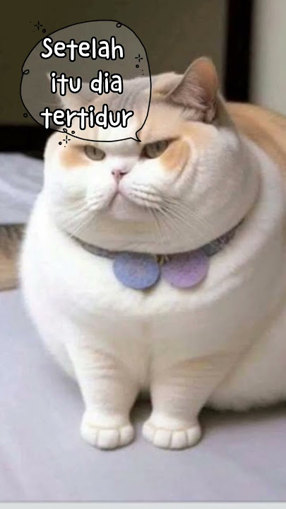 Download lagu Kucing gemuk sukanya makan terus ๐ฅฐ๐ป๐ฝโผ๏ธ #short #shorts
