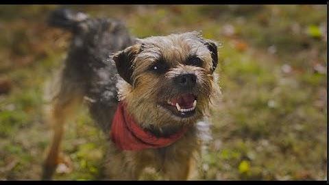 ロバート秋山、“大人向け”ペットコメディに大はしゃぎ!?森久保祥太郎・津田健次郎・森川智之ら豪華声優陣と共演 映画『スラムドッグス』吹替版予告映像