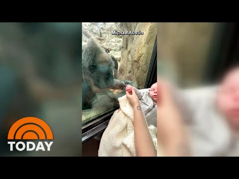 Gorilla Bonds With New Mother And Baby At Boston Zoo