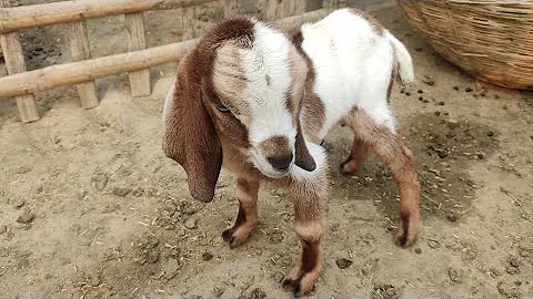 Video 9006991: bengal cross, female bengal, black bengal, male bengal