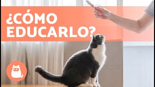 ¿Cómo EDUCAR a un GATO? 🐱 | Guía Completa de la Educación de un Gato ✅