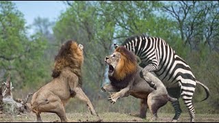 사자 vs 얼룩말 놀라운 공격!  아기 기린을 구하는 기린!