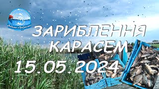 Рибалка у Доброславі. Зариблення карасем. 15.05.2024