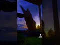 Hehe#dragon #puppet #fyp#fypシ #fame #sunset#dragonpuppet#dragonpuppeter