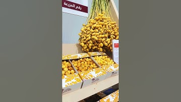 8th Edition of the Souq Waqif Local Dates Festival | Doha | Qatar #dohaqatar  #dates #2023