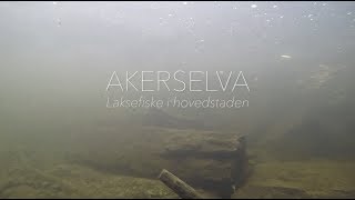 Akerselva - laksefiske i hovedstaden