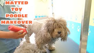 Matted toy poodle makeover clean face summer cut spare ears and tail