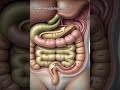 Digestive System samjho,biology khud easy ho jayegi 🧠✨”