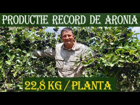 Vídeo: Per què és bona l'aronia?