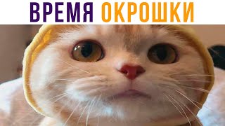 БЮБЮТЬ (кошка писала название) ))) Приколы с котами | Мемозг 703