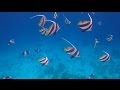 Snorkeling at Maayafushi House Reef, Maldives (HD)