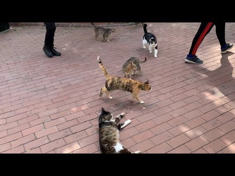There are cats everywhere - More than twenty cute cats play - YouTube