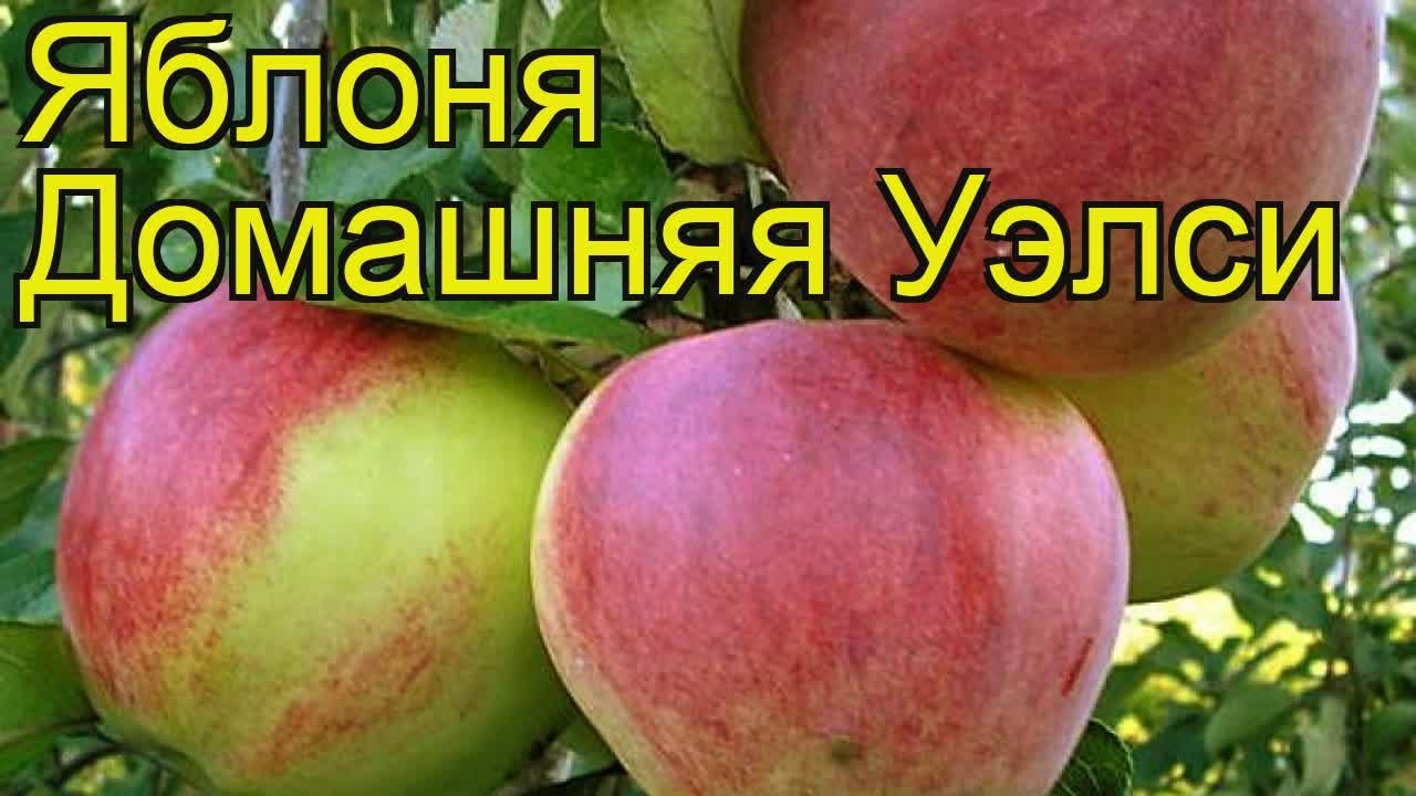 Сорт Уэлси Фото