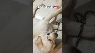 Brother Sister Fight,