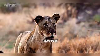 Shocking Truth About Lion Hunting They Never Told You 🦁🔥