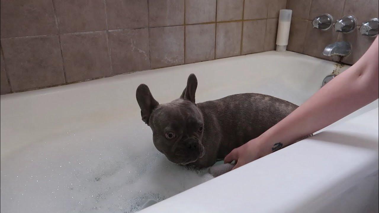 Toast Taking a Bath Frenchie Bath Time YouTube