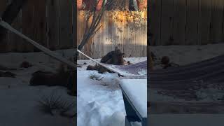 Cozy Bear Spotted in the Backyard of a Home