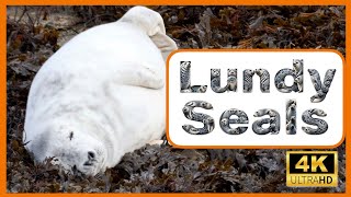 Grey Seals of Lundy Island: Mesmerizing 4K Footage: