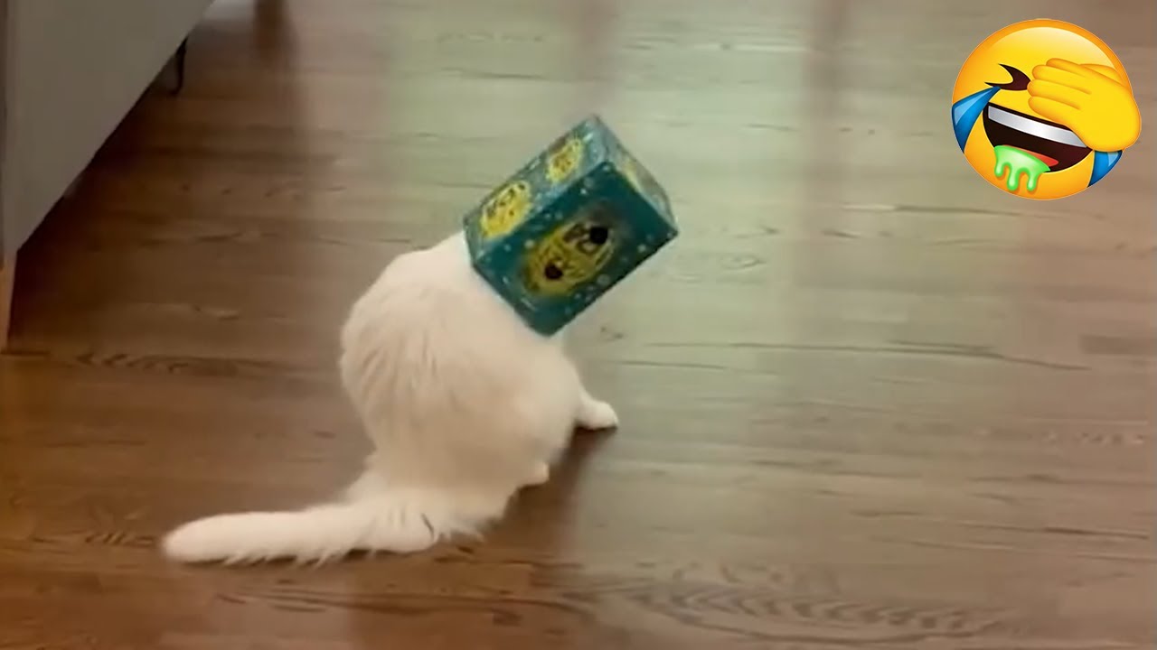 New Funniest Cats Videos 😼Try Not To Laugh😜Daily Serving of Internet Cats Part 9