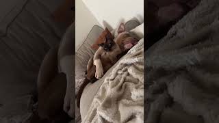 Pitbull Sleeping Peacefully While Hugging a Cat