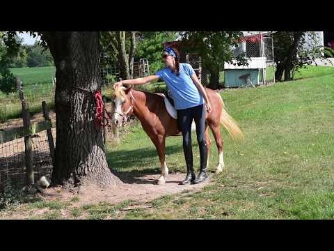 Stop your horse