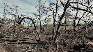 Long Island Wildfire Aftermath Up Close