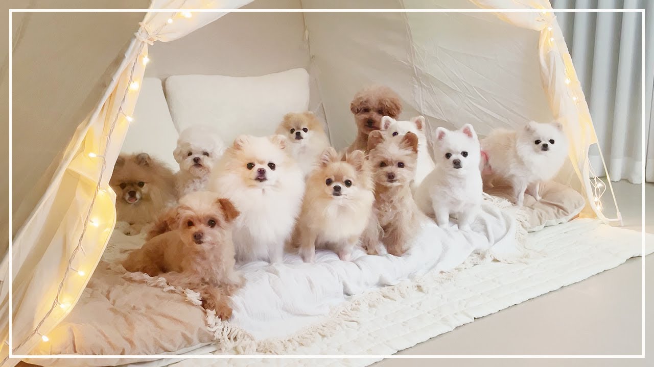 강아지 열하나와 오순도순 홈캠핑  🏕 [ENG]