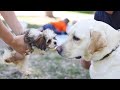 Puppy Cousins Meet for the 1st time