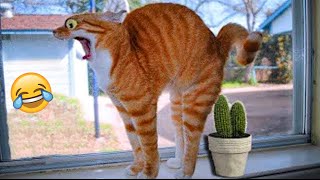 Funny Animal Videos 2023 😹 - Funniest Dogs and Cats Videos 😻 #57