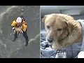 Dog pulled from LA river in dramatic helicopter rescue